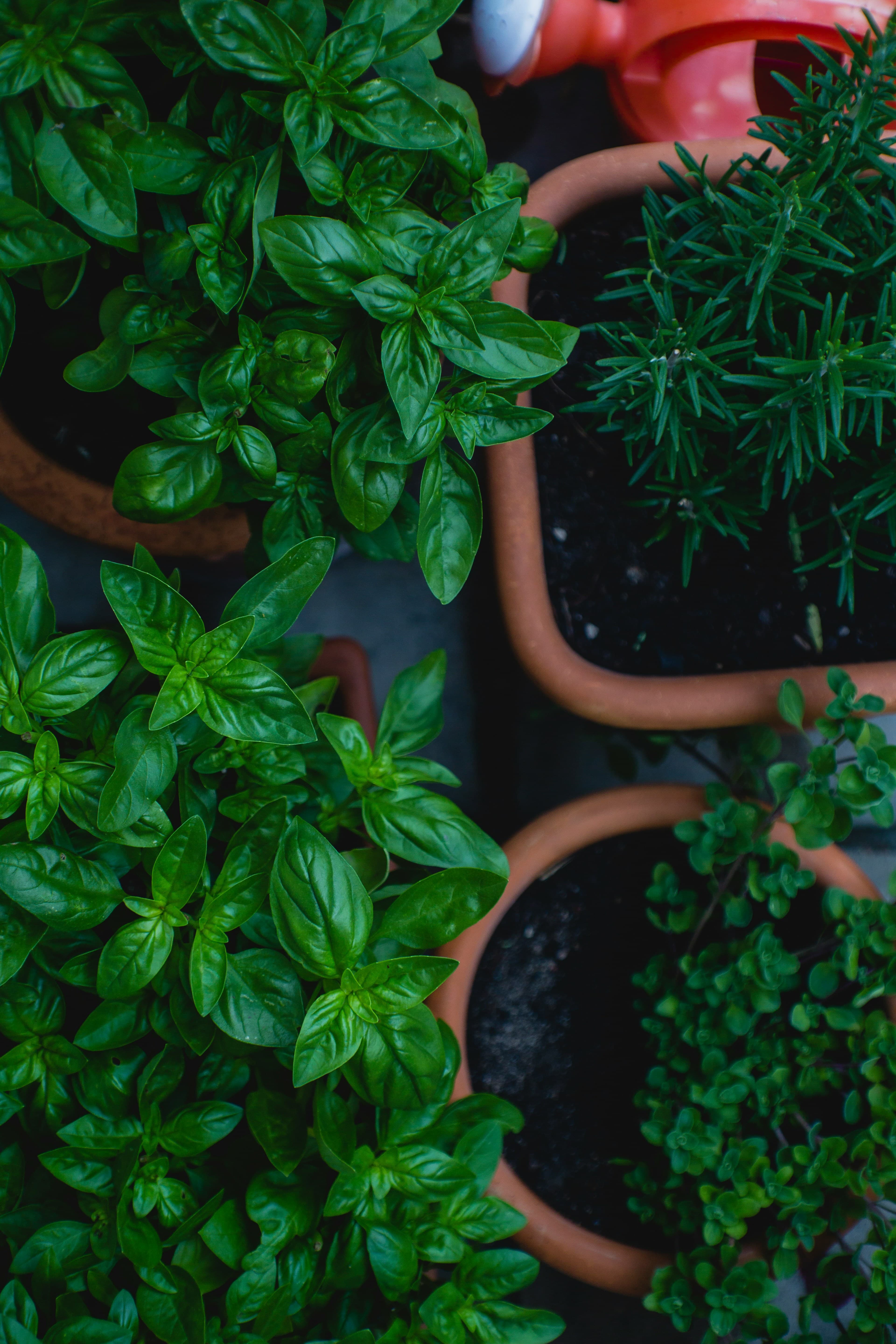 Fresh herbs for garnish